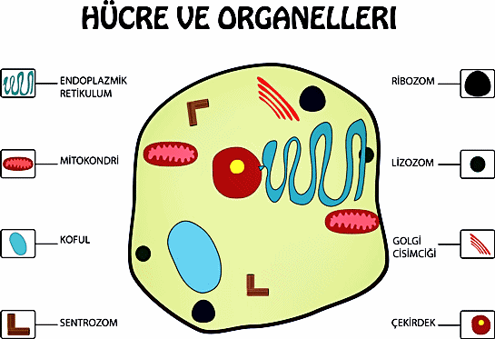 Hücre Organelleri